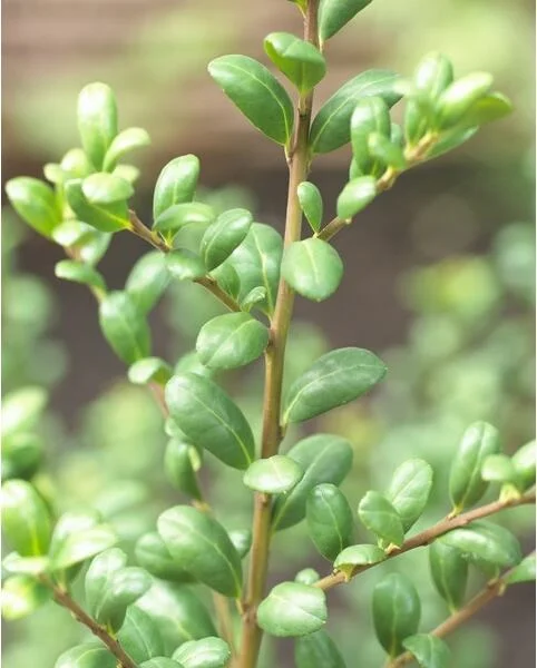 Chinese Hulst (Ilex crenata 'Convexa') H 25-30 cm