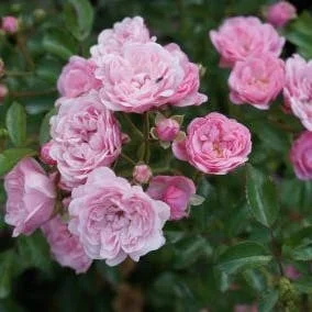 Bodembedekkende roos (Rosa 'The Fairy') D 12 H 20 cm