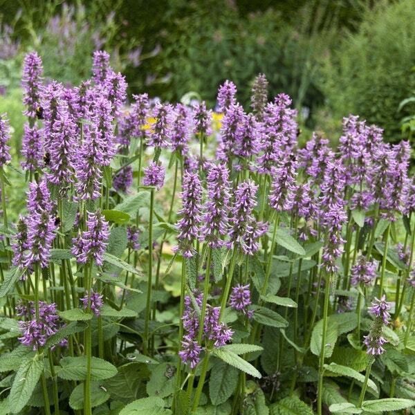 Andoorn (Stachys monieri 'Hummelo') D 9 H 10 cm
