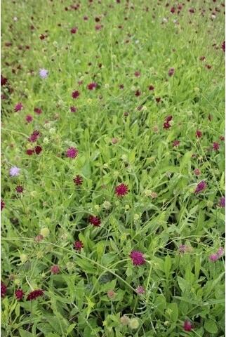 Beemdkroon (Knautia macedonica) D 9 H 10 cm