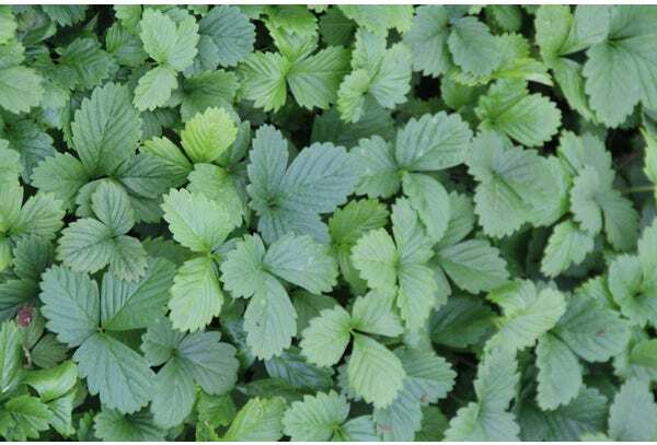 Bosaardbei (Fragaria vesca) D 9 H 10 cm