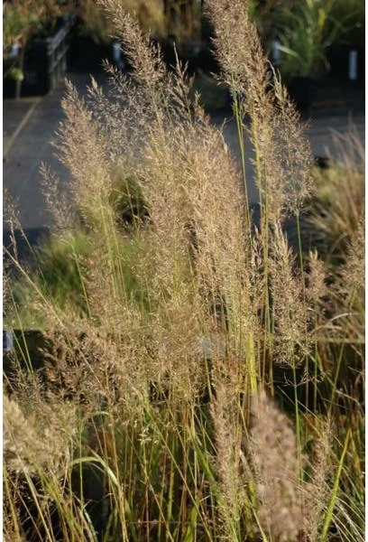 Diamantgras (Calamagrostis brachytricha) D 9 H 10 cm