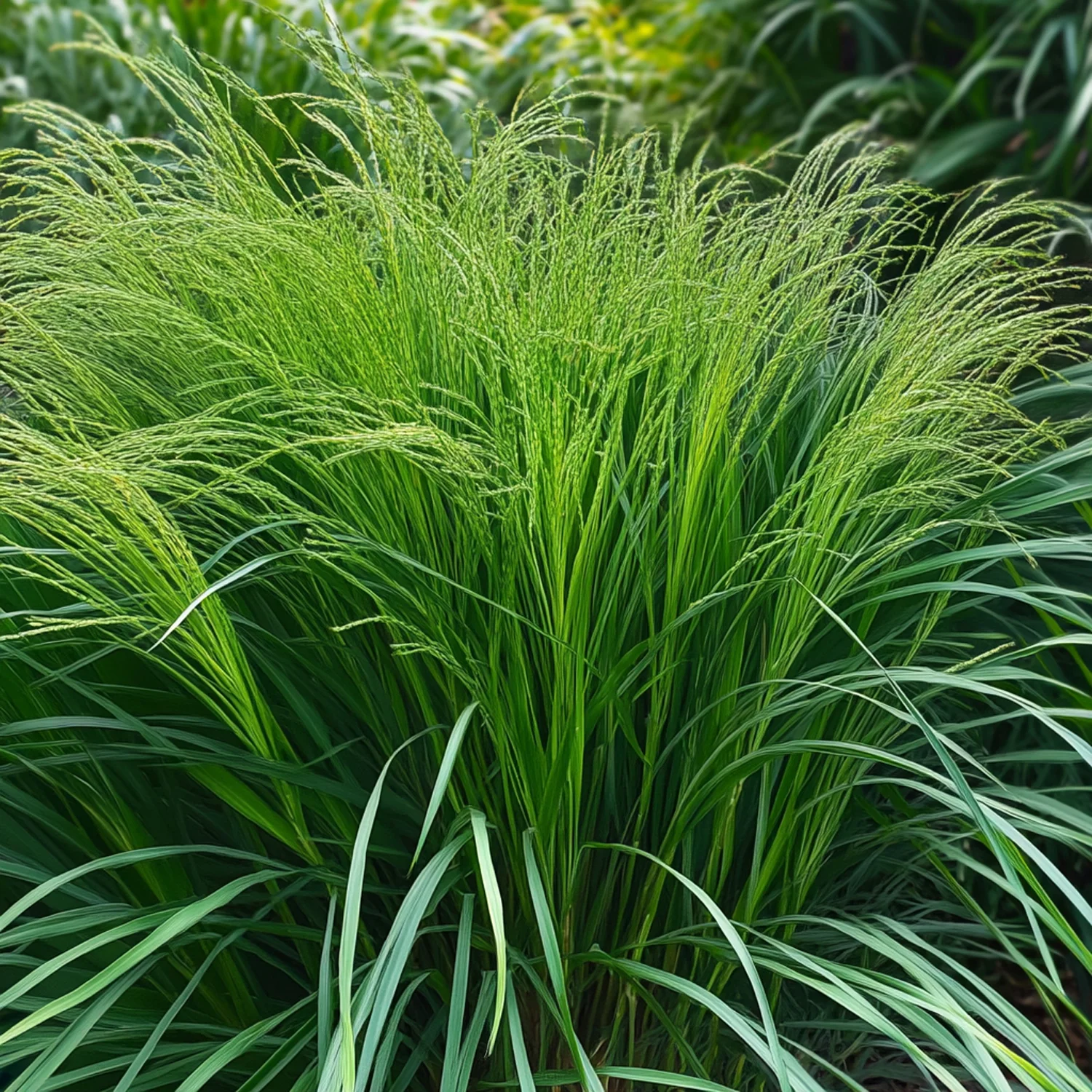 Chinees riet (Miscanthus sinensis 'Gracillimus') D 9 H 20 cm