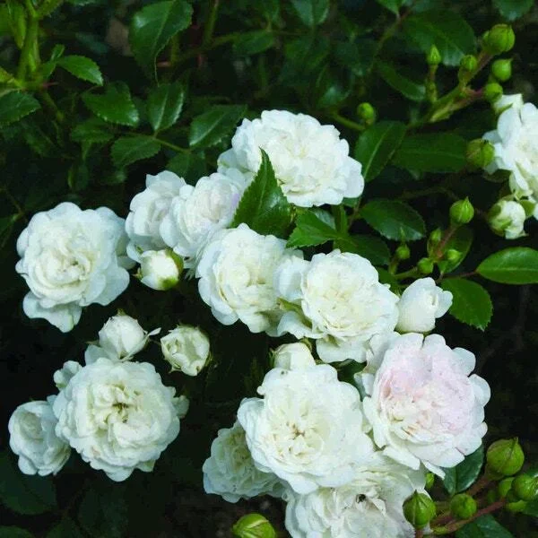 Bodembedekkende roos (Rosa 'Crystal Fairy') D 12 H 20 cm