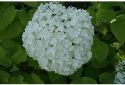 Bolhortensia (Hydrangea arborescens 'Annabelle') D 17 H 30 cm