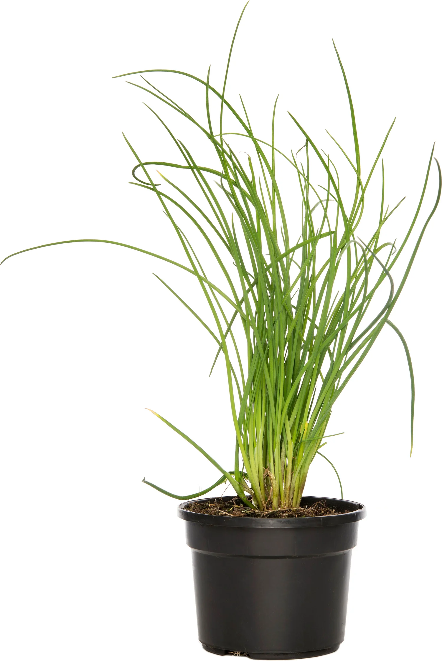 Bieslook (Allium schoenoprasum) D 9 H 10 cm
