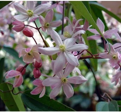 Bosrank (Clematis armandii 'Apple Blossom') D 9 H 25 cm
