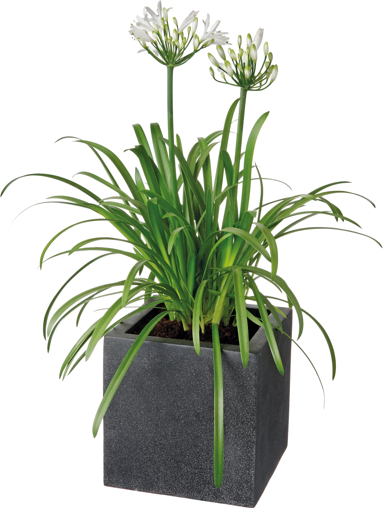 Afrikaanse lelie (Agapanthus africanus 'Albus') D 9 H 10 cm