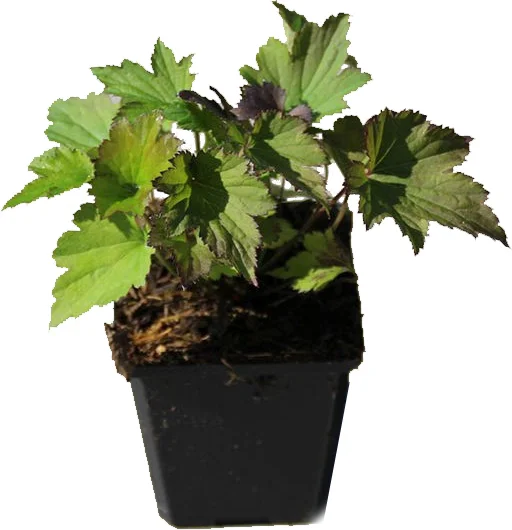 Anemoon (Anemone 'Serenade') D 9 H 10 cm