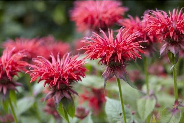 Bergamotplant (Monarda 'Gardenview Scarlet') D 9 H 10 cm