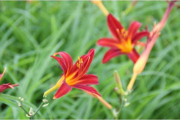 Daglelie (Hemerocallis 'Sammy Russell') D 9 H 10 cm