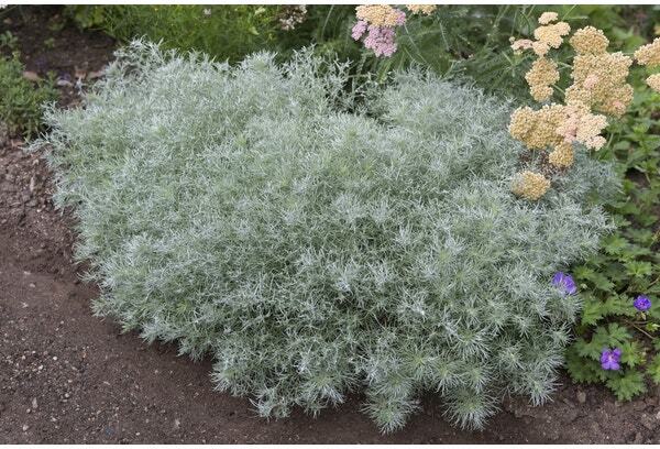 Bijvoet (Artemisia schmidtiana 'Nana') D 9 H 10 cm