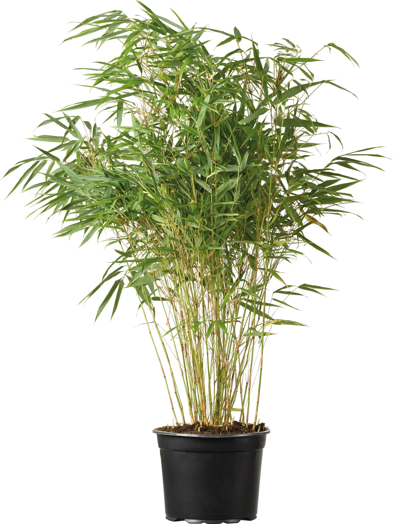 Bamboe (Fargesia murieliae 'Super Jumbo') H 50-60 cm