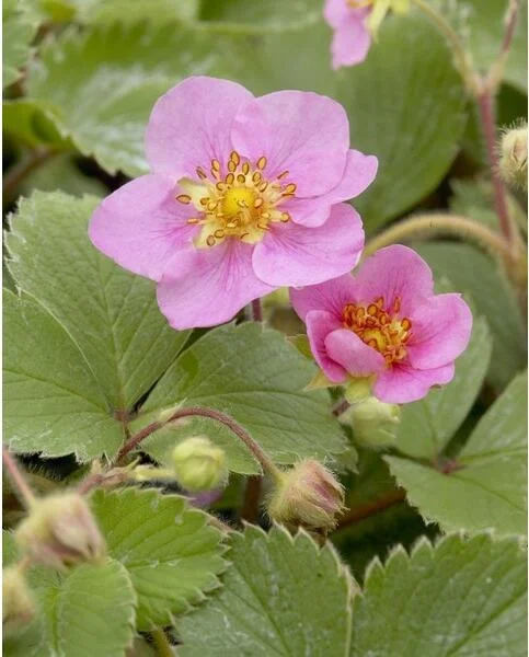 Aardbei (Fragaria 'Frel') D 9 H 10 cm