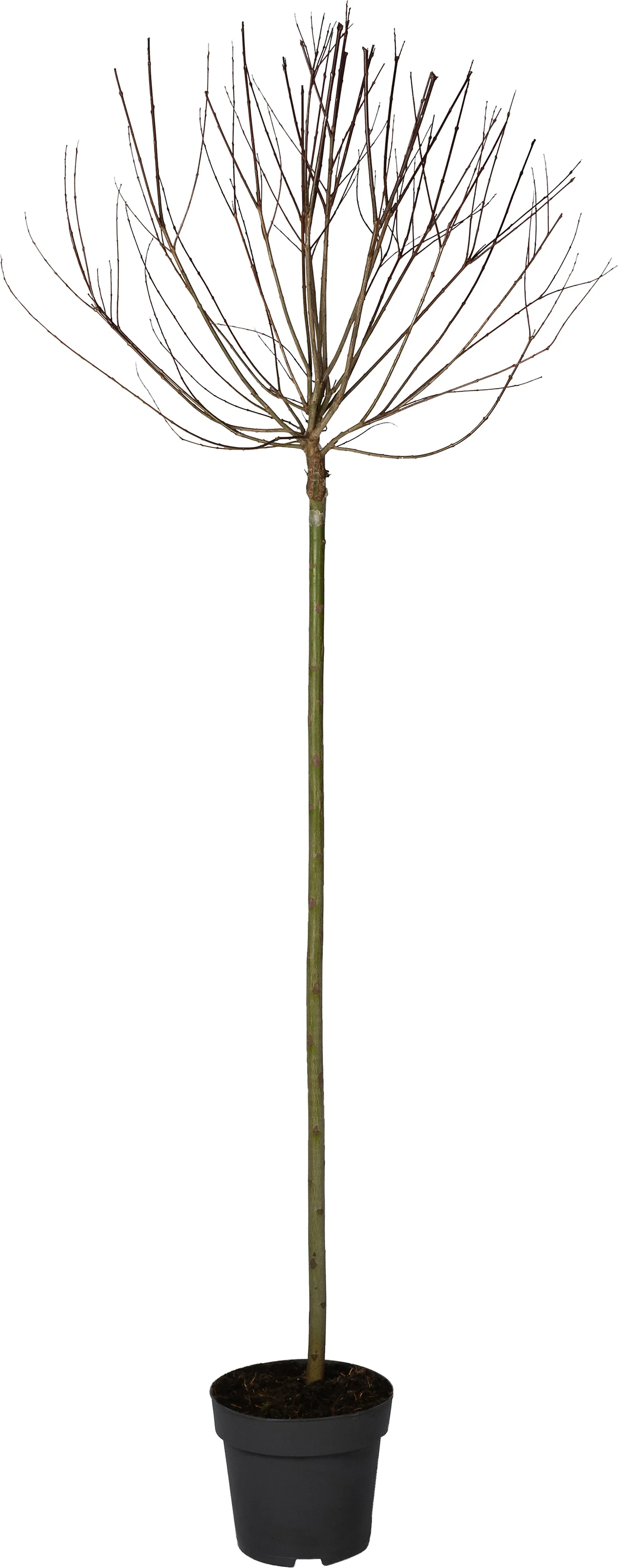 Bonte Wilg op stam (Salix integra 'Hakuro Nishiki') D 32 H 200 cm
