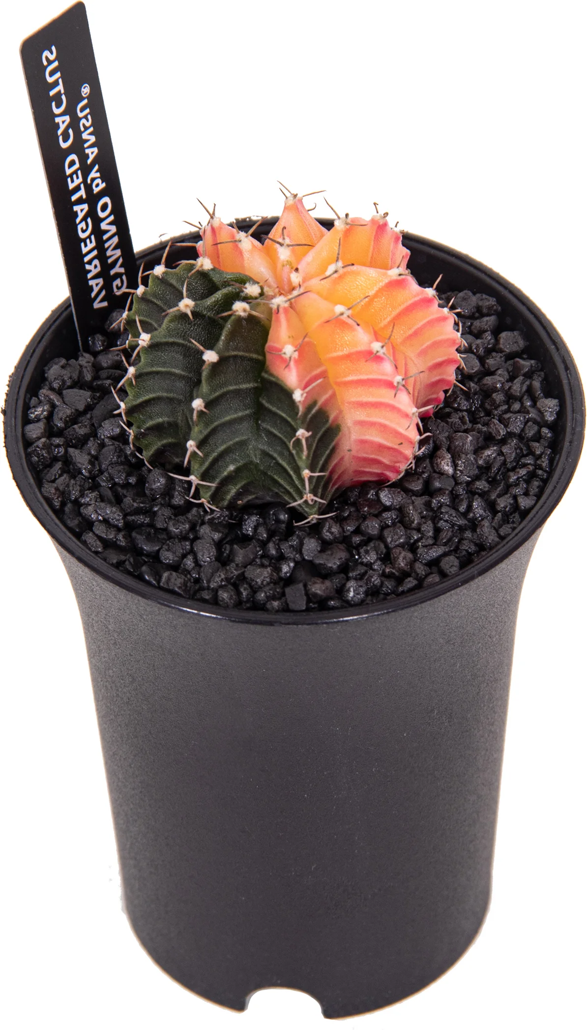 Bonte Cactus (Gymnocalycium mihanovichii 'Variegata') D 6,5 H 13 cm