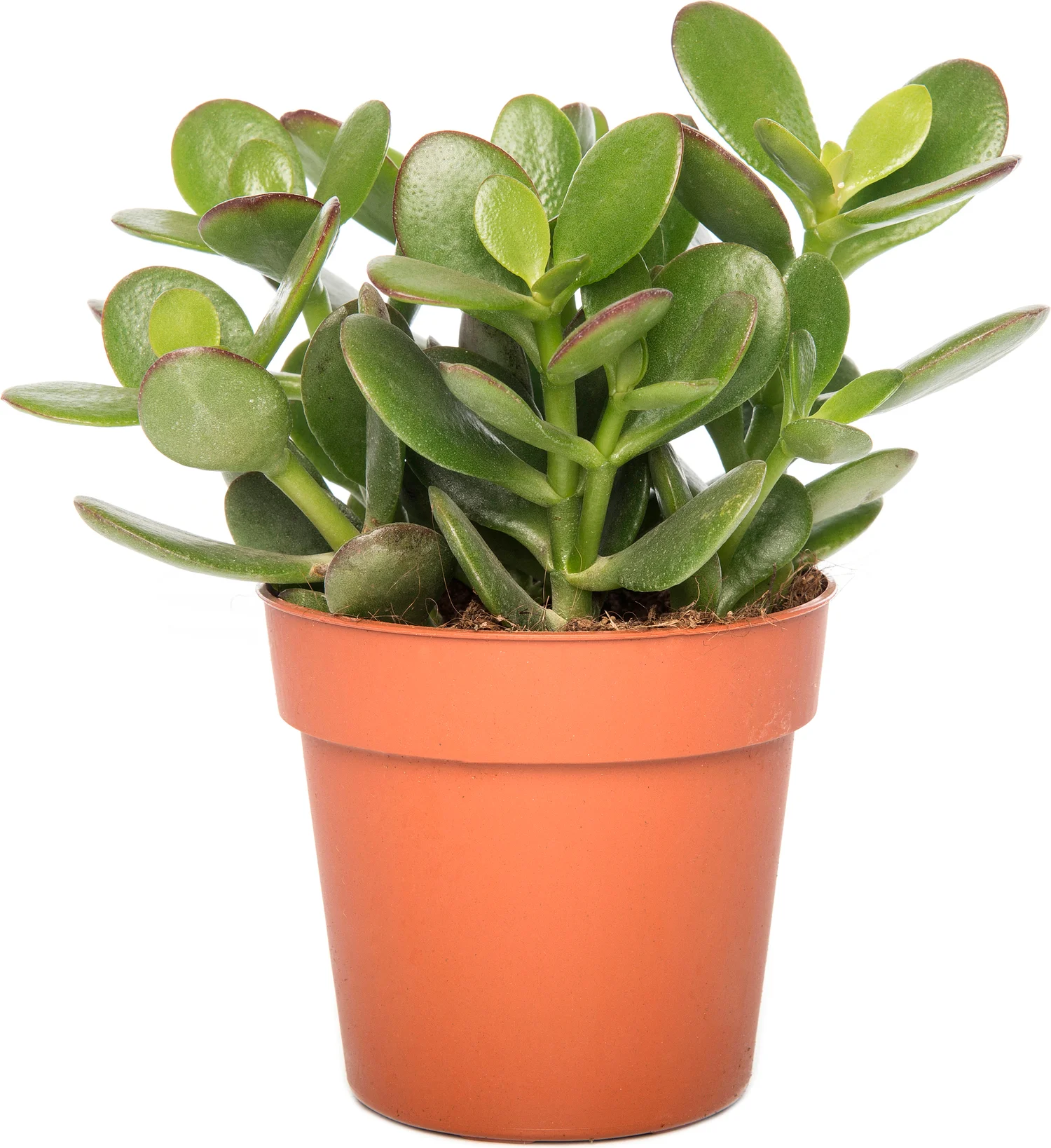 Crassula (Crassula 'Minova Magic') D 12 H 20 cm