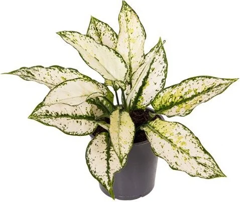 Aglaonema (Aglaonema 'White Kiwi') D 12 H 35 cm