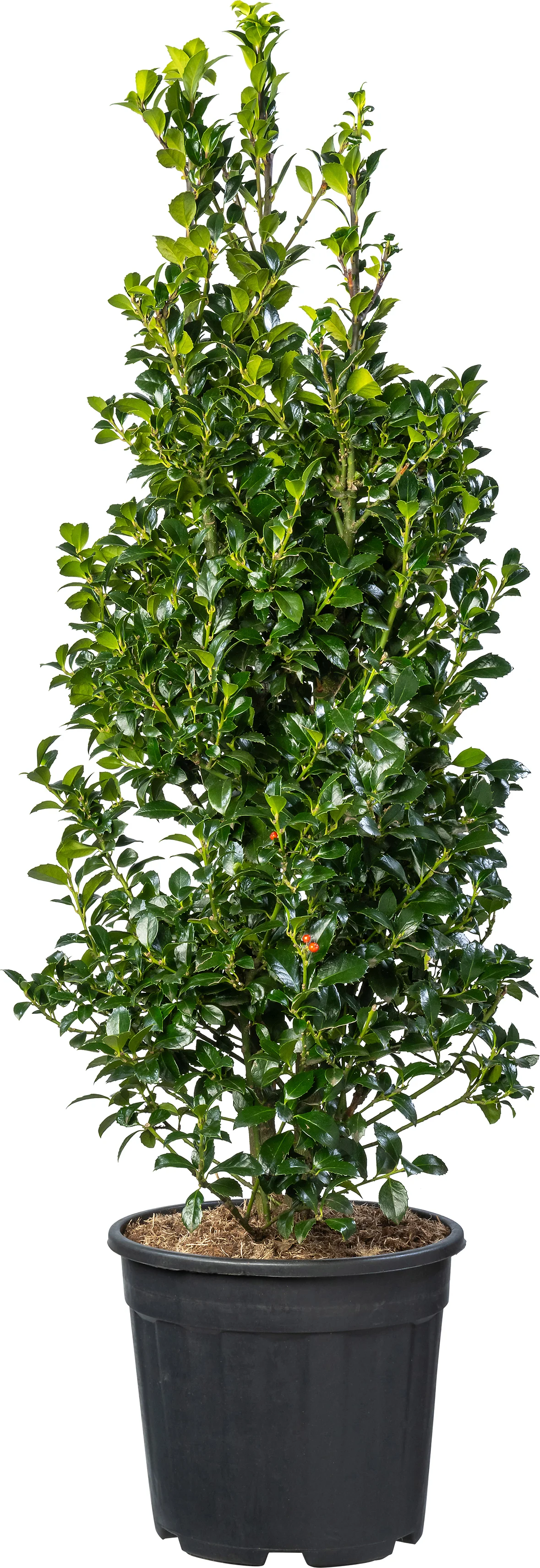 Blauwe hulst (Ilex  x meserveae 'Heckenfee') D 34 H 100 cm