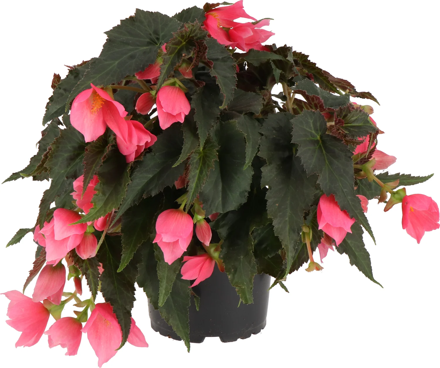 Begonia (Begonia Mistral Pink) D 12 H 15 cm