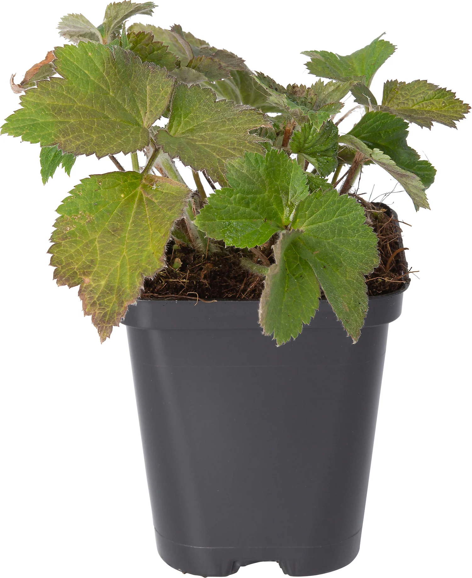 Anemoon (Anemone 'Richard Ahrens') D 9 H 10 cm