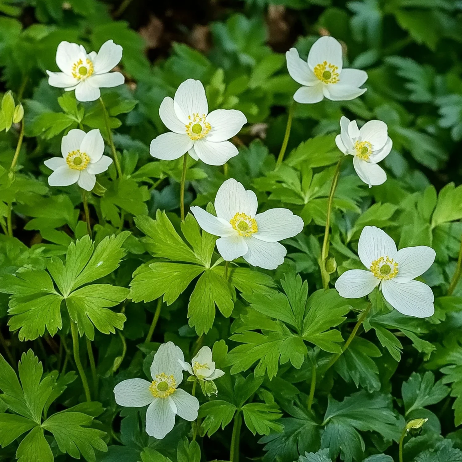 Anemoon (Anemone sylvestris) D 9 H 10 cm