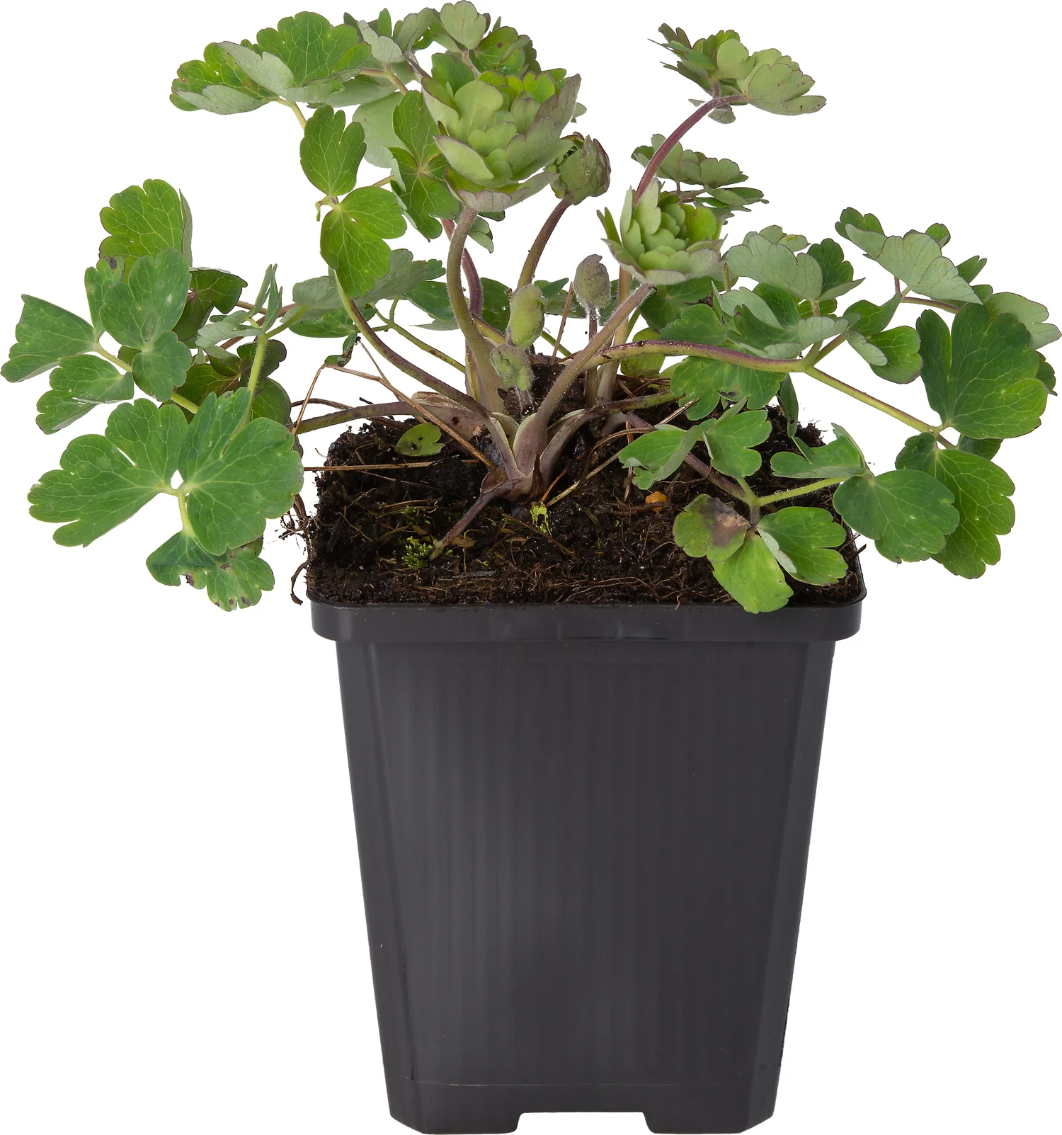 Akelei (Aquilegia 'Crimson Star') D 9 H 10 cm