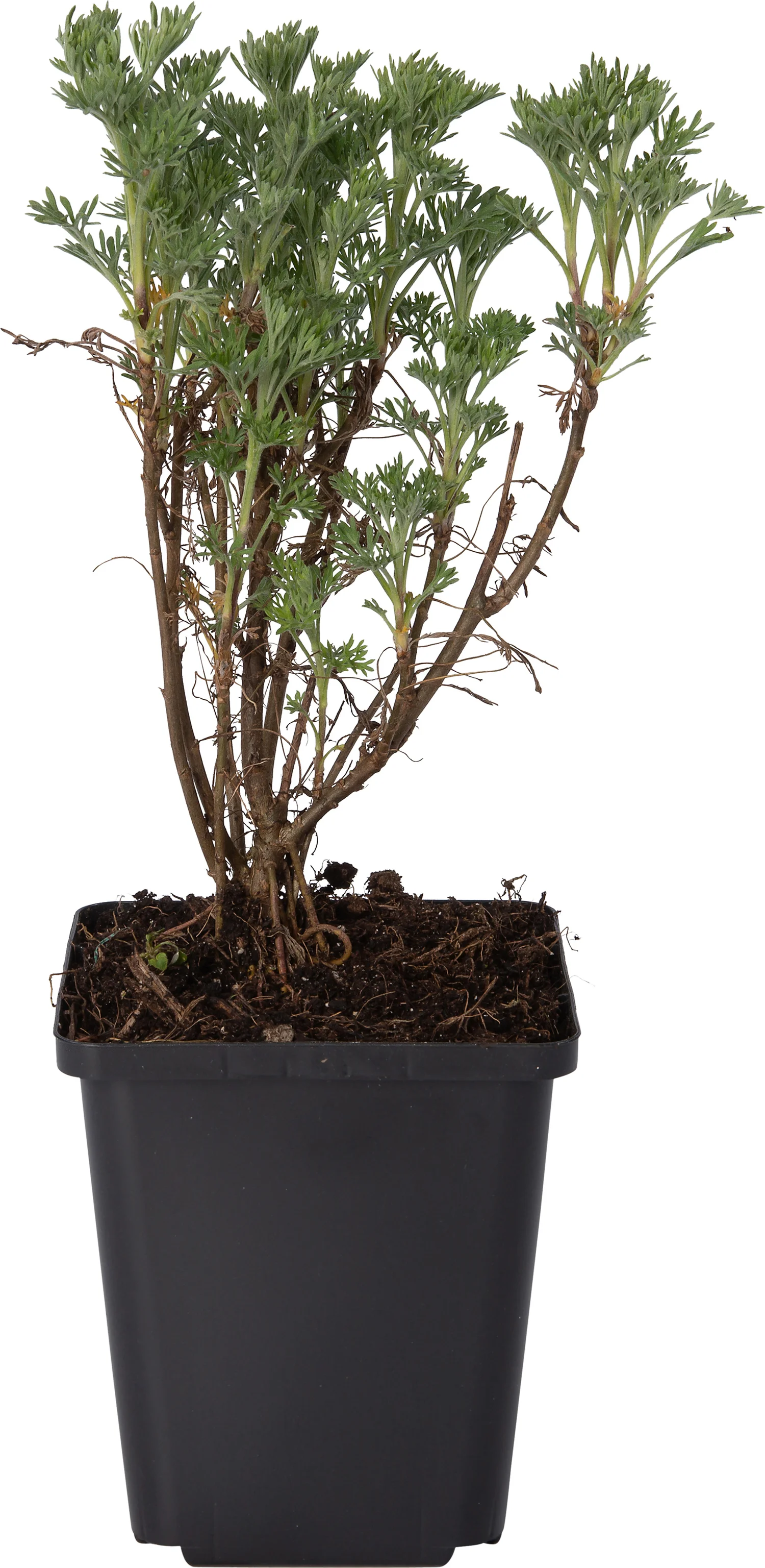Citroenkruid (Artemisia abrotanum) D 9 H 10 cm