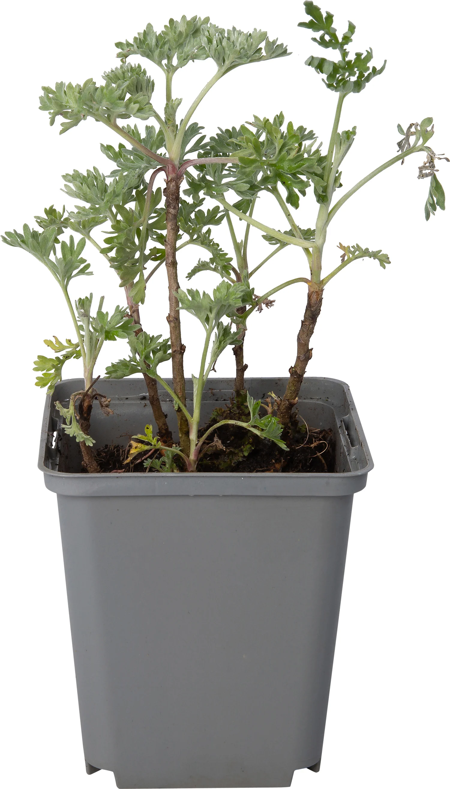 Absint (Artemisia absinthium) D 9 H 10 cm