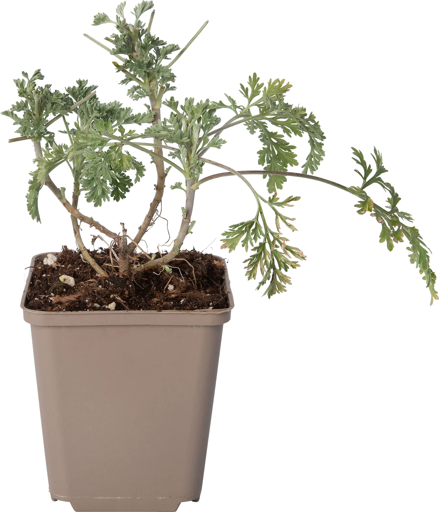 Alsem (Artemisia 'Powis Castle') D 9 H 10 cm