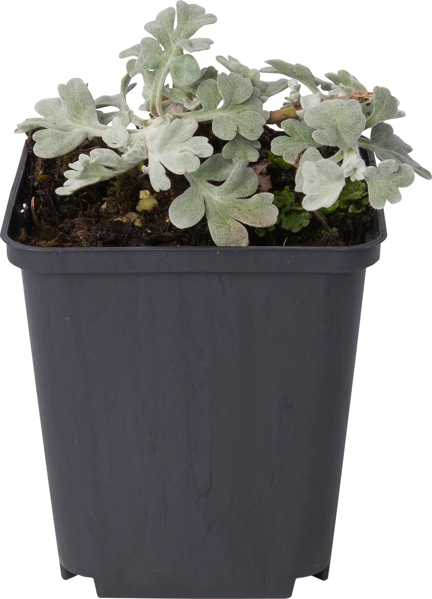 Bijvoet (Artemisia stelleriana 'Boughton Silver') D 9 H 10 cm