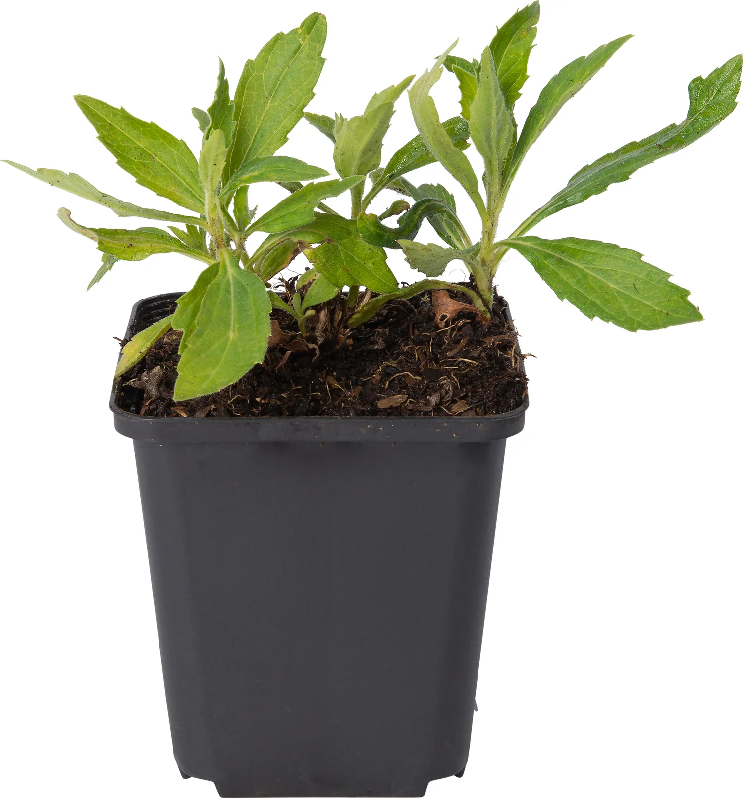 Aster (Aster ageratoides 'Stardust') D 9 H 10 cm