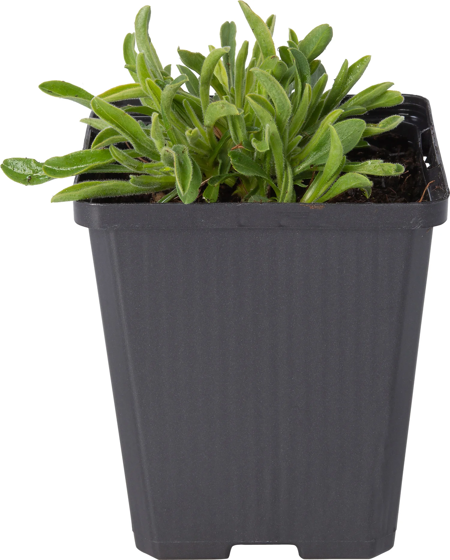 Alpenaster (Aster alpinus 'Happy End') D 9 H 10 cm