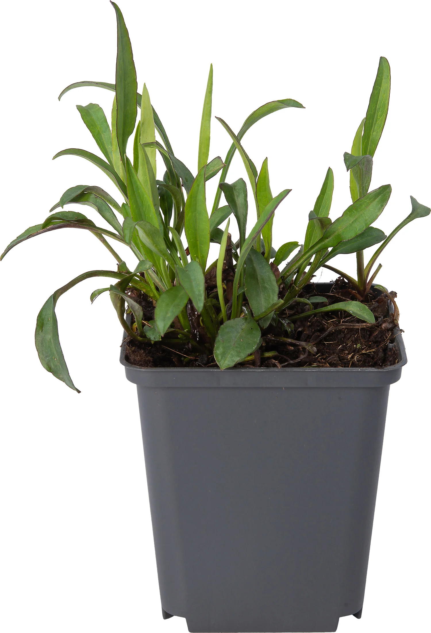 Aster (Aster ericoides 'Snowflurry') D 9 H 10 cm