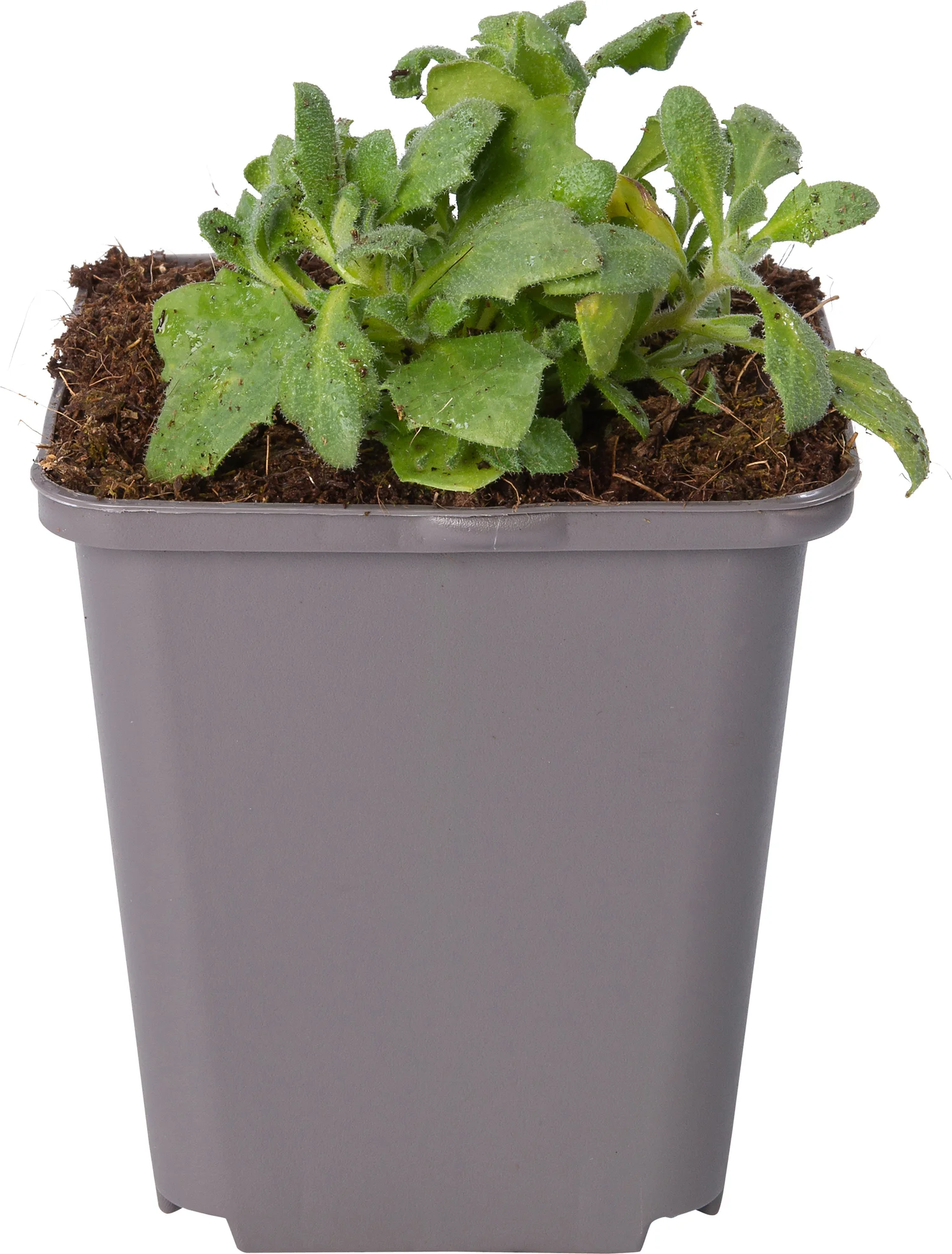 Blauwkussen (Aubrieta 'Bressingham Red') D 9 H 10 cm