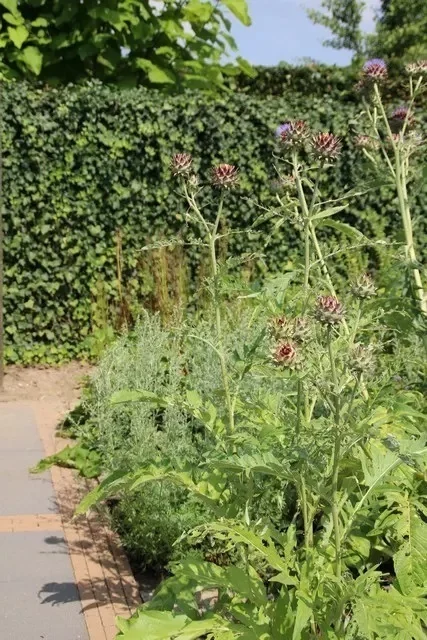 Artisjok (Cynara scolymus) D 9 H 10 cm