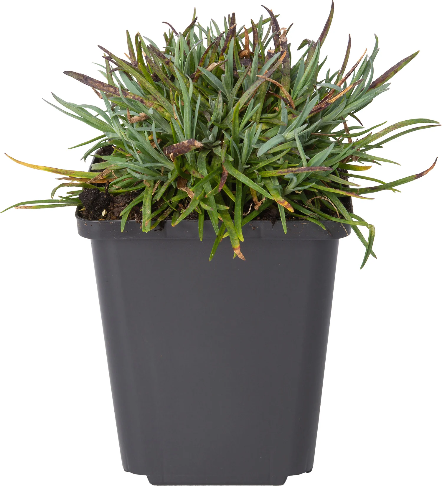 Anjer (Dianthus gratianopolitanus 'Badenia') D 9 H 10 cm