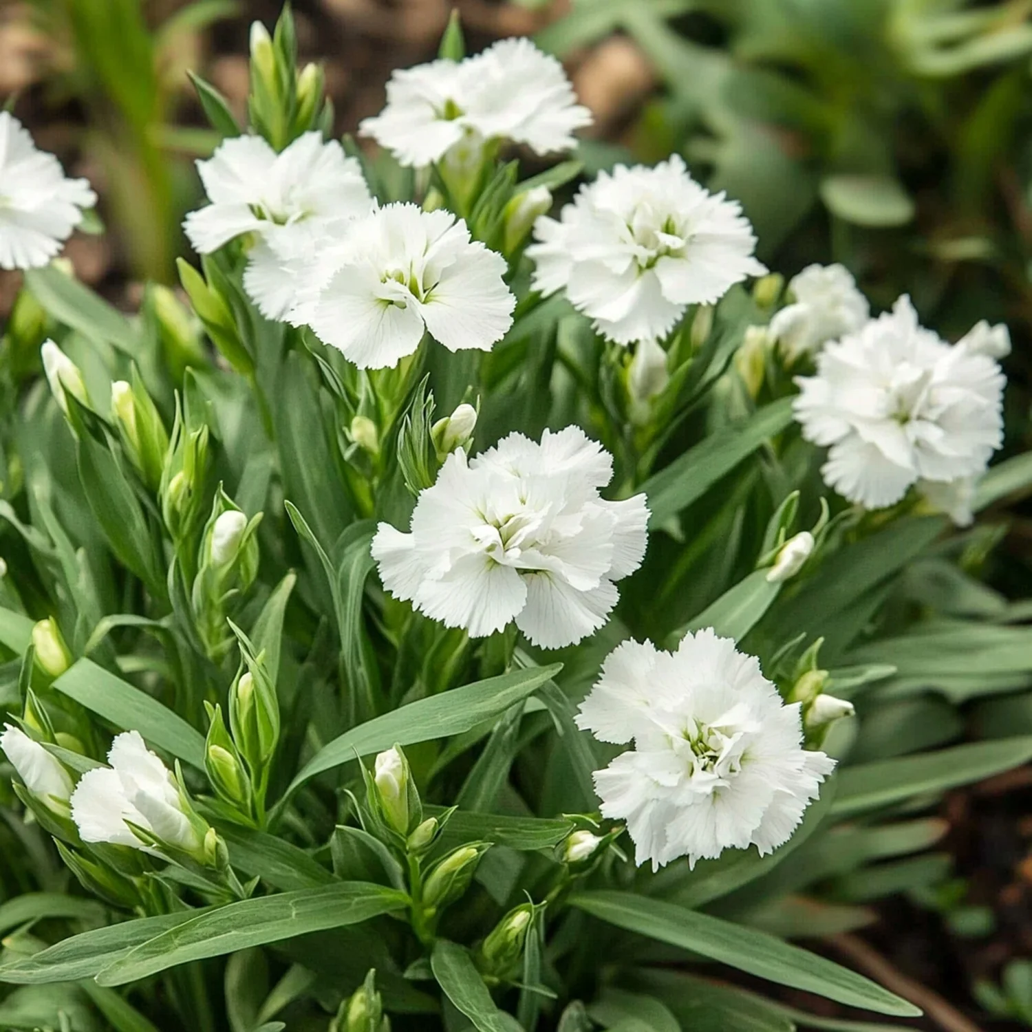 Anjer (Dianthus 'Haytor White') D 9 H 10 cm