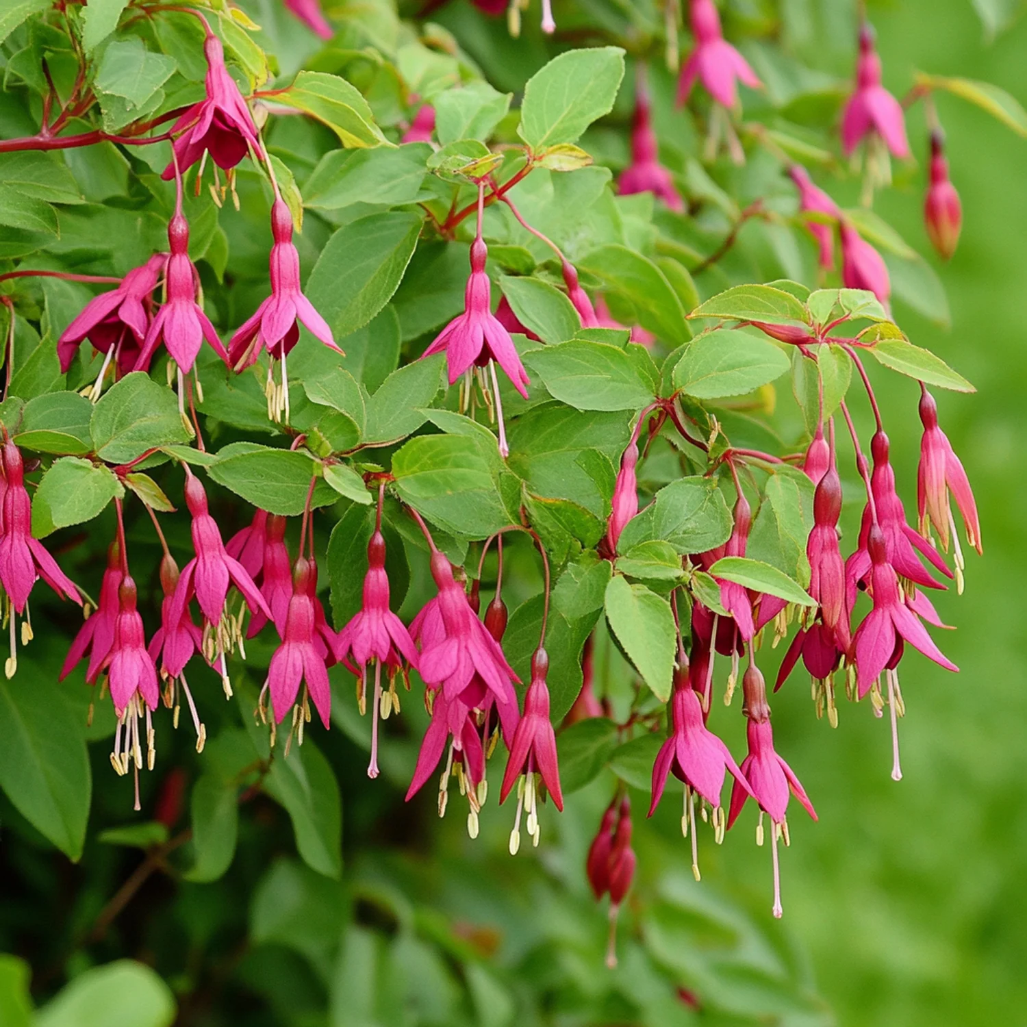 Bellenplant (Fuchsia magellanica 'Gracilis') D 9 H 10 cm