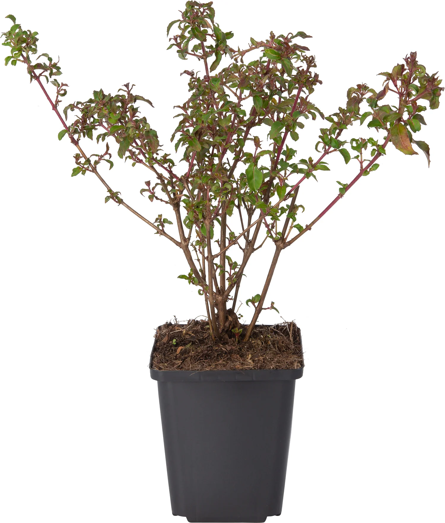 Bellenplant (Fuchsia 'Riccartonii') D 9 H 10 cm