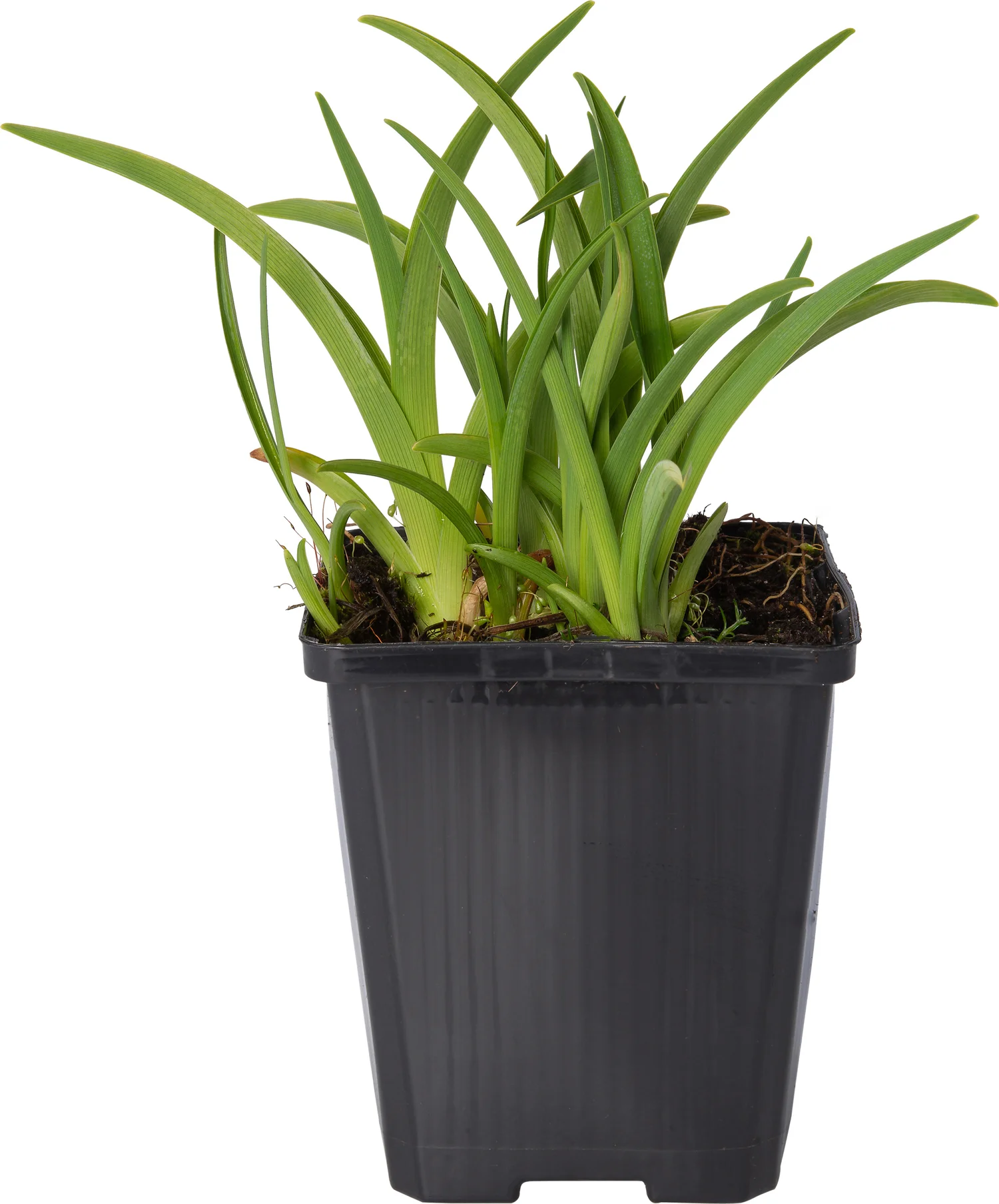 Daglelie (Hemerocallis 'Bonanza') D 9 H 10 cm