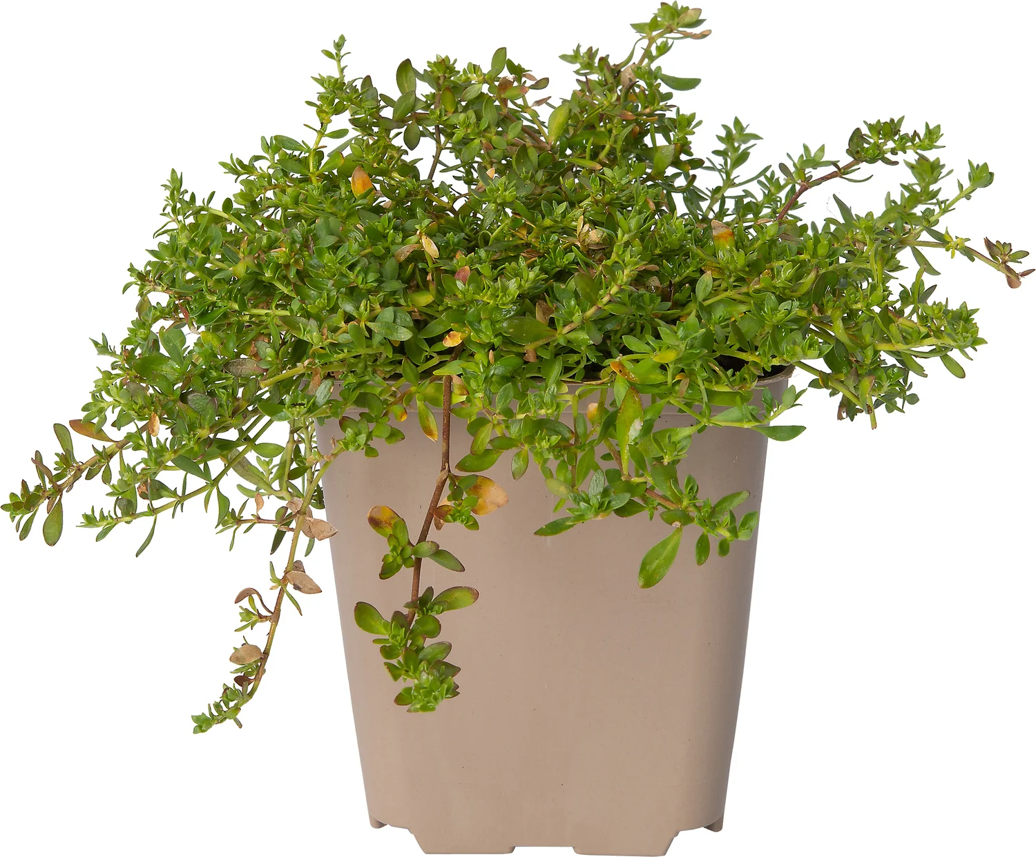 Breukkruid (Herniaria glabra) D 9 H 10 cm