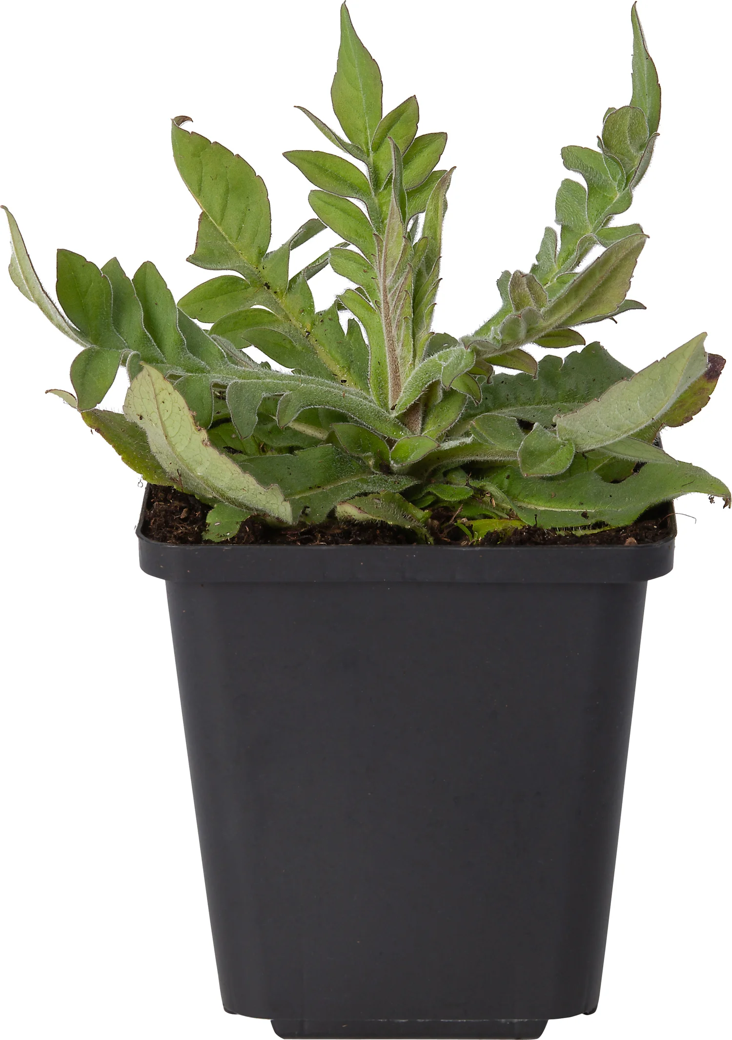 Beemdkroon (Knautia macedonica 'Mars Midget') D 9 H 10 cm