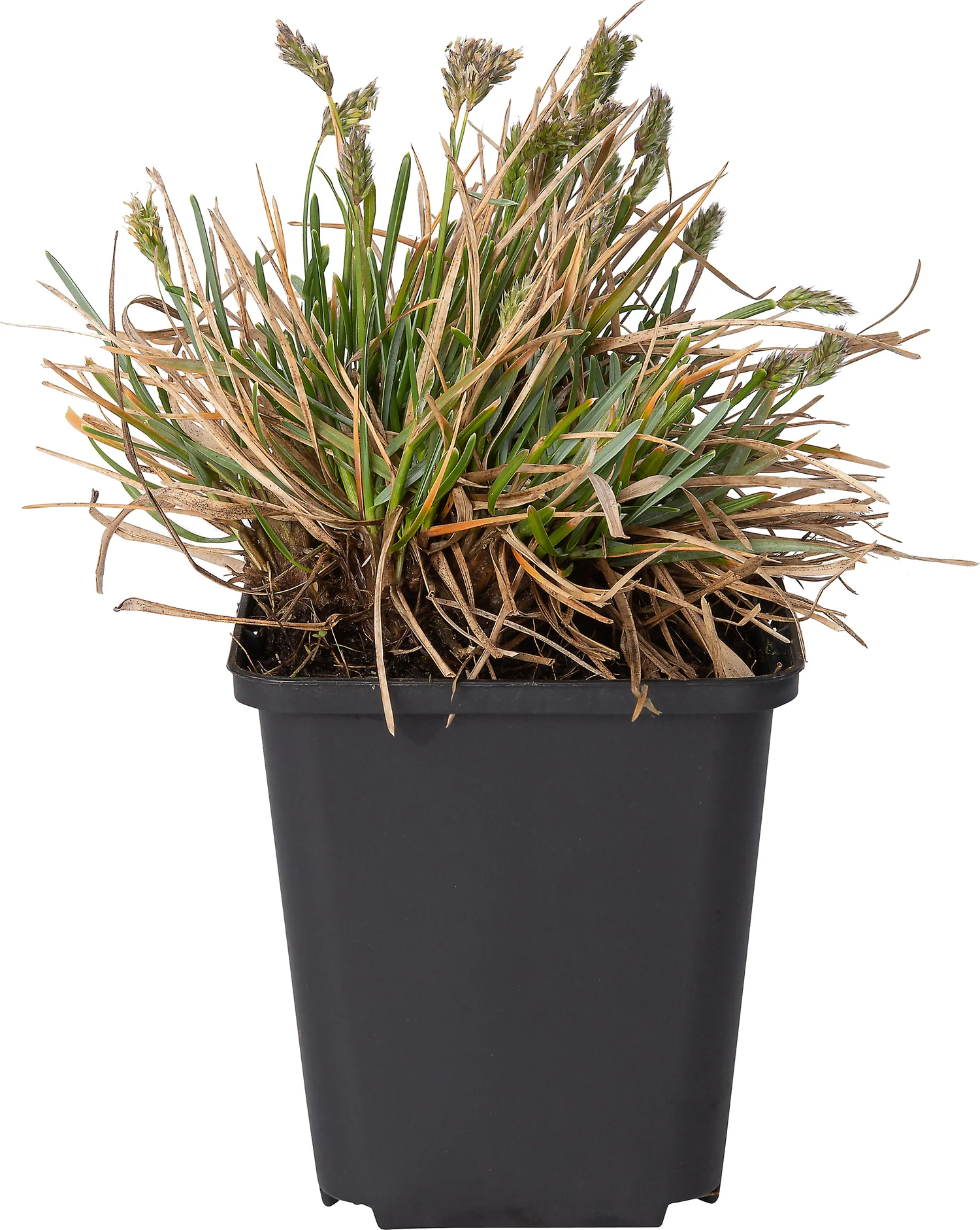 Blauwgras (Sesleria caerulea) D 9 H 10 cm