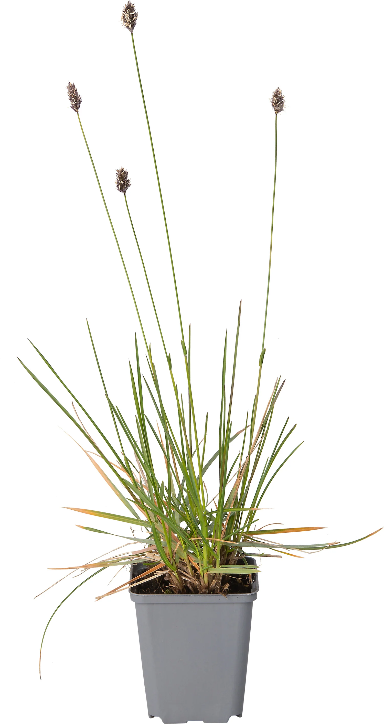 Blauwgras (Sesleria heufleriana) D 9 H 10 cm