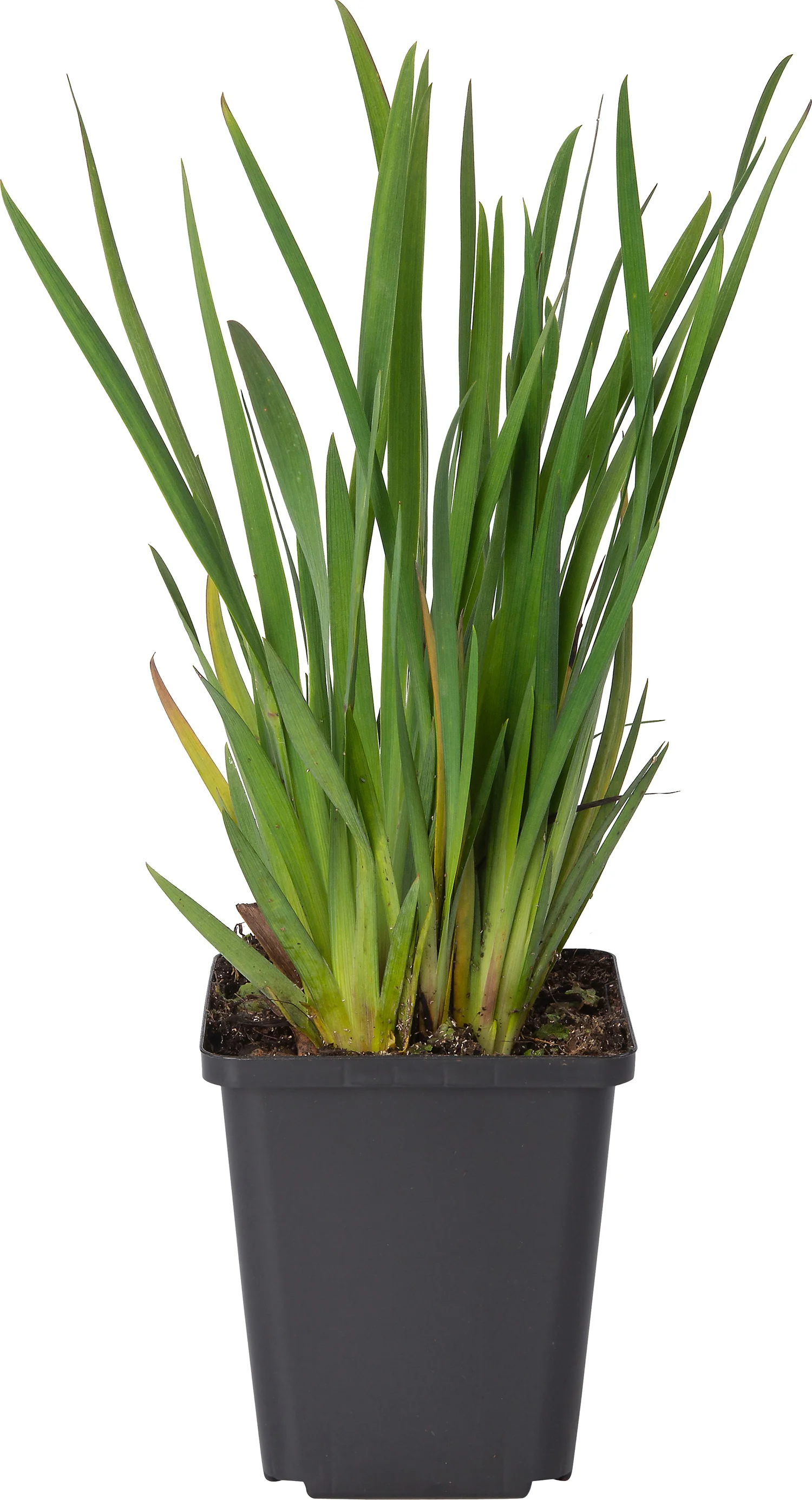 Bieslelie (Sisyrinchium striatum) D 9 H 10 cm