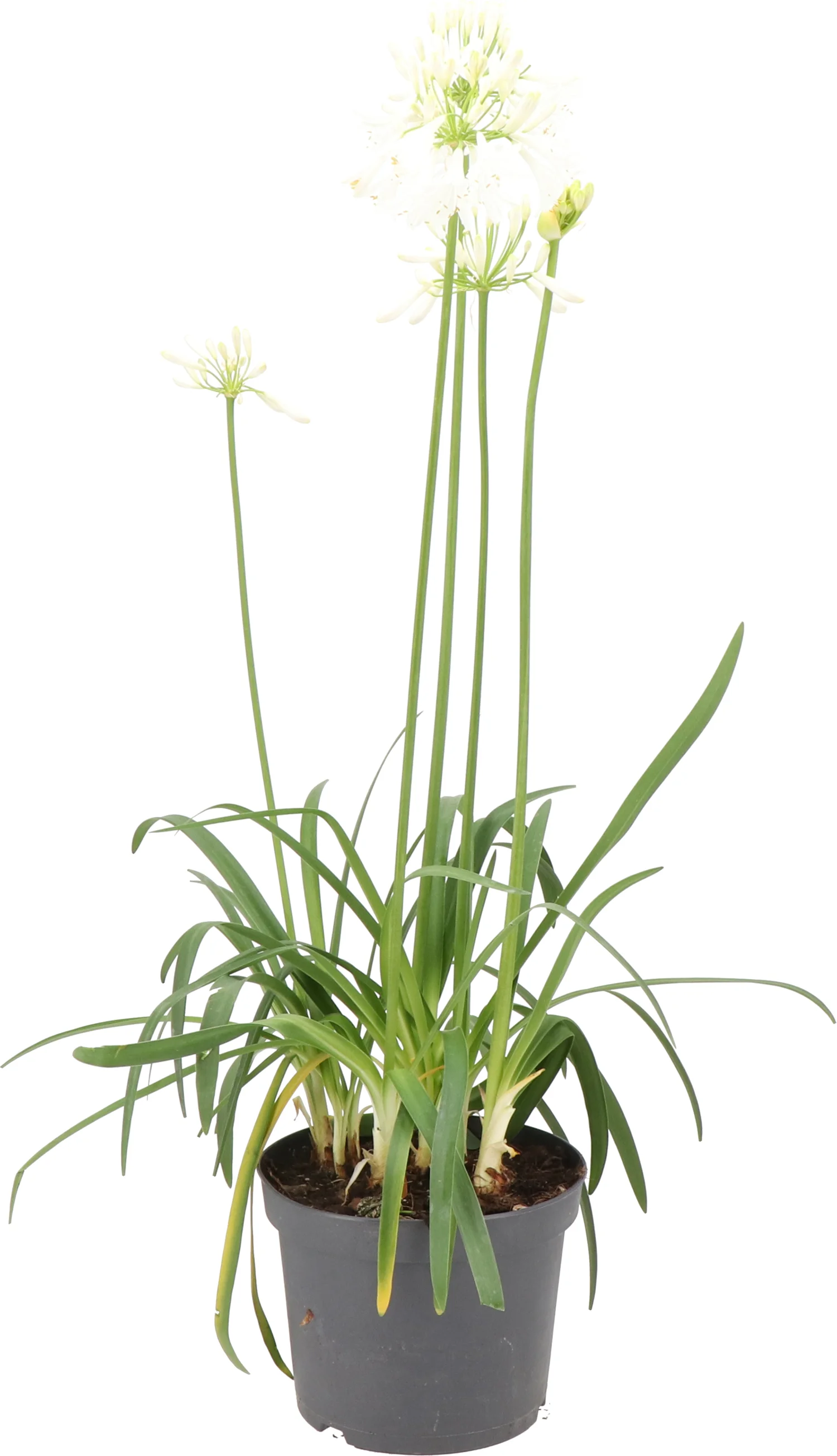 Afrikaanse Lelie (Agapanthus africanus 'Albus') H 10 cm