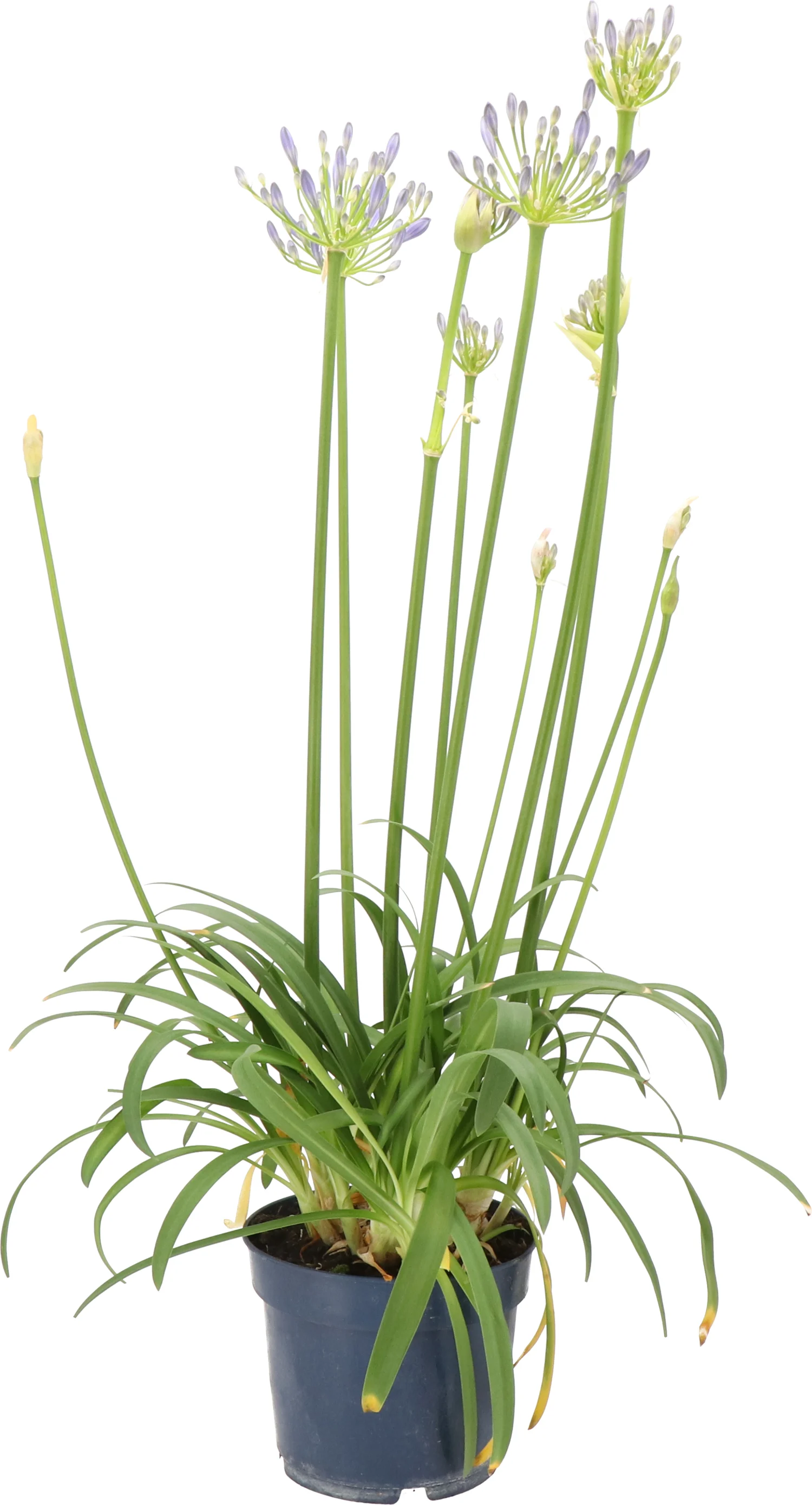 Afrikaanse Lelie (Agapanthus 'Silver Baby') H 10 cm