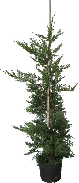 Conifeer (Cupressocyparis leylandii) H 150-175 cm