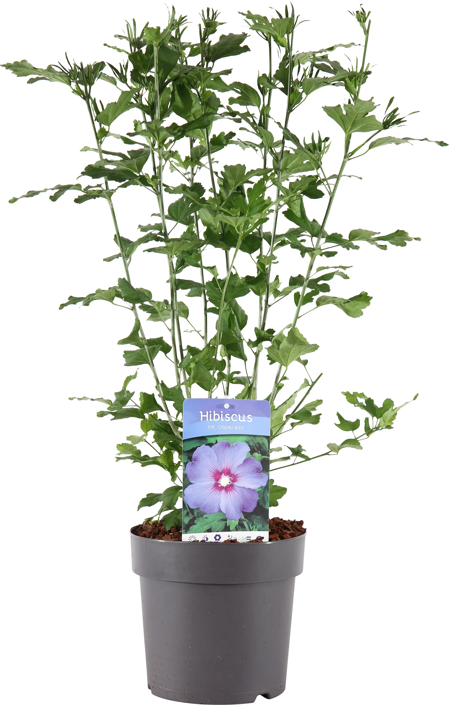 Chinese Roos (Hibiscus syriacus 'Oiseau Blue') H 125-150 cm